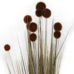 Pompon Grass With Pot - Image 2