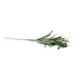 Artificial Green & White Dracaena Branch