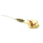Dried Hibiscus Stem - Image 2