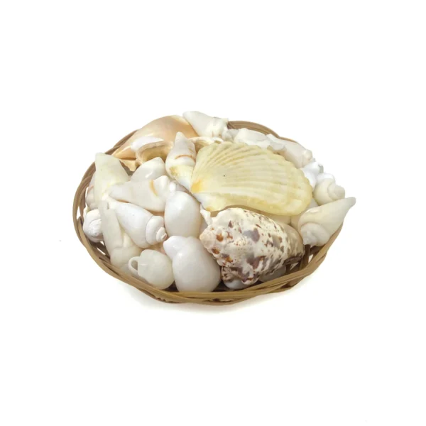 Sea Shells Basket