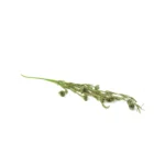 Glittered Daisy Flower Branch - Image 4