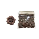 Velvet Jewel Flowers Motif - Image 4